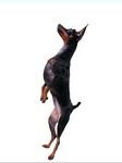 pic for Miniature Pinscher